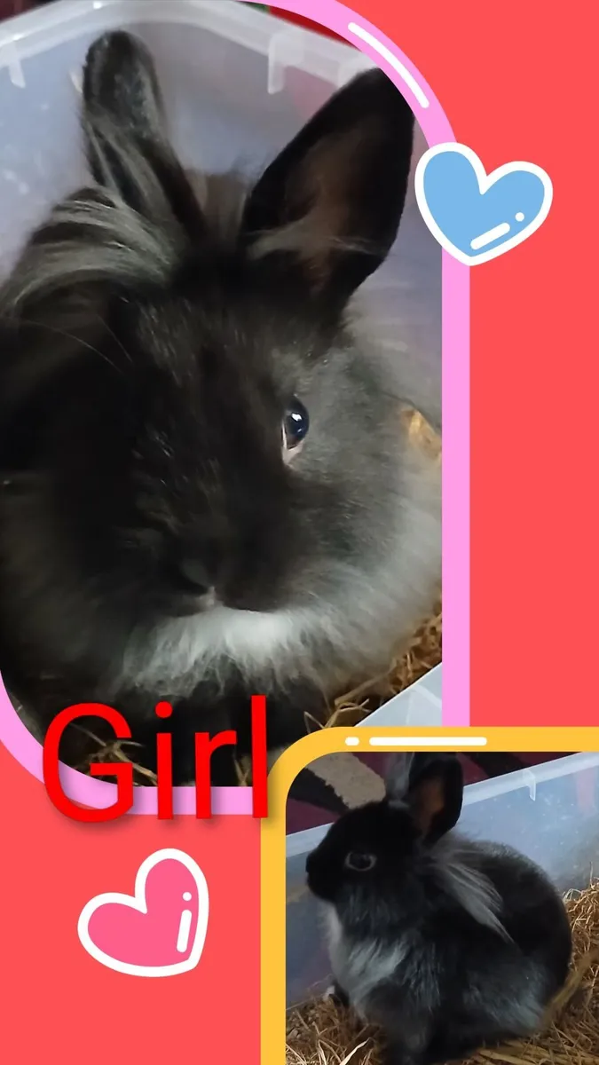Rabbits - Image 2