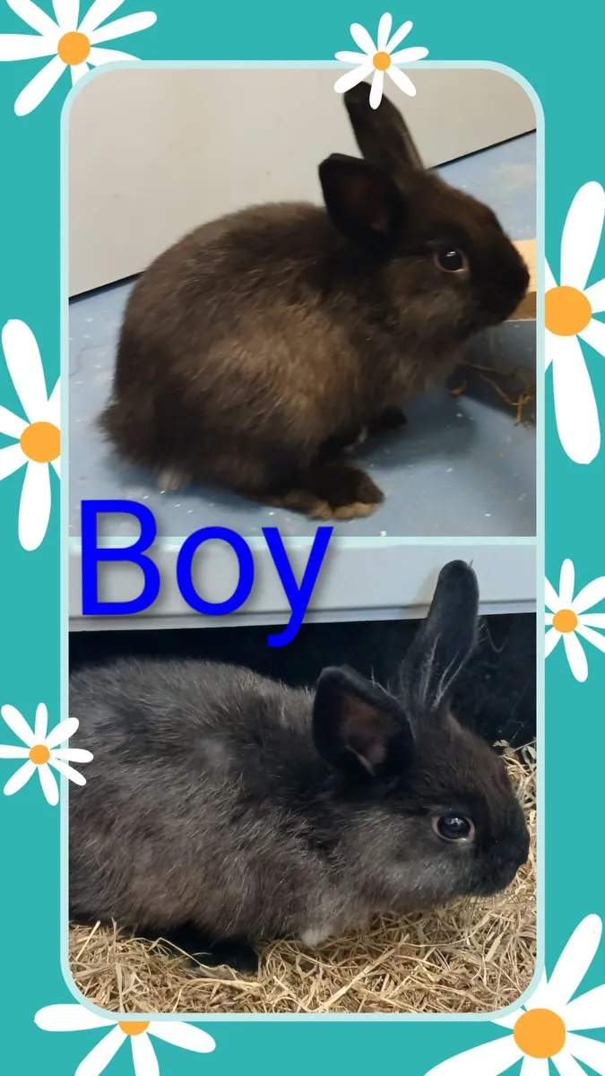 Rabbits - Image 3