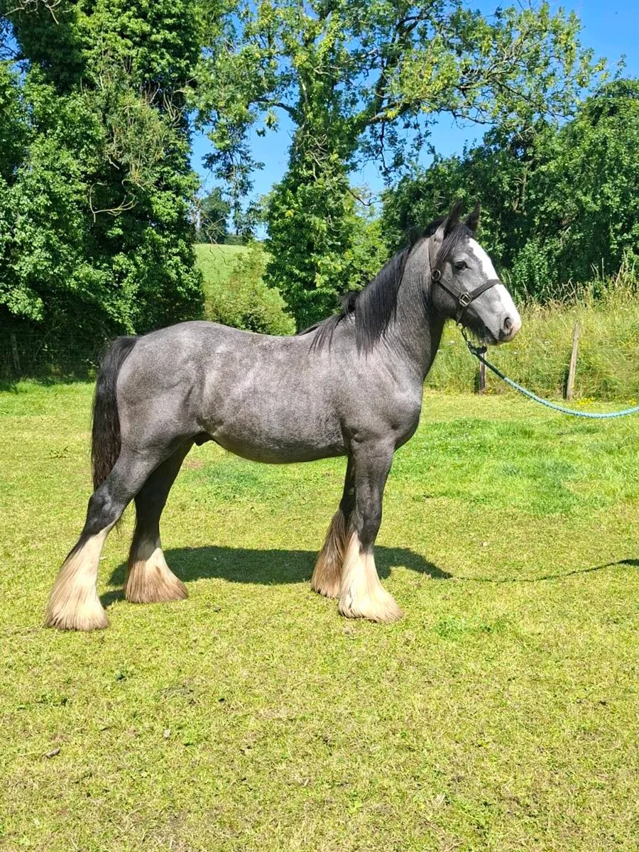 Heavy Cob Colt - Image 1
