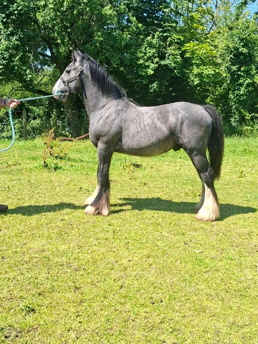 Heavy Cob Colt - Image 2