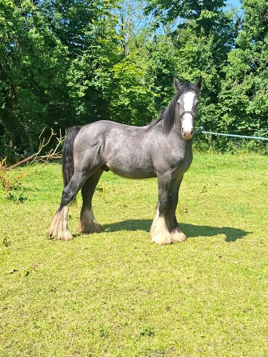 Heavy Cob Colt - Image 3