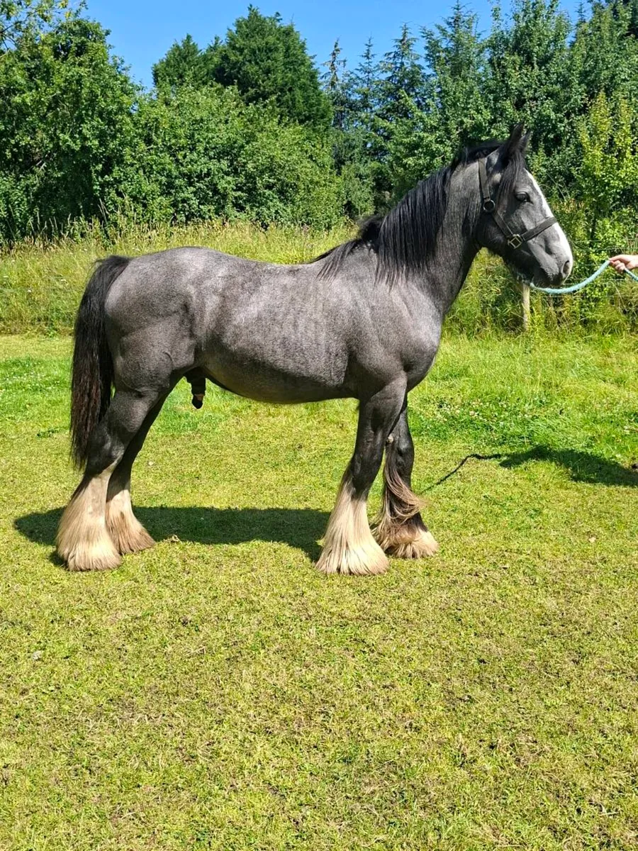 Heavy Cob Colt - Image 4
