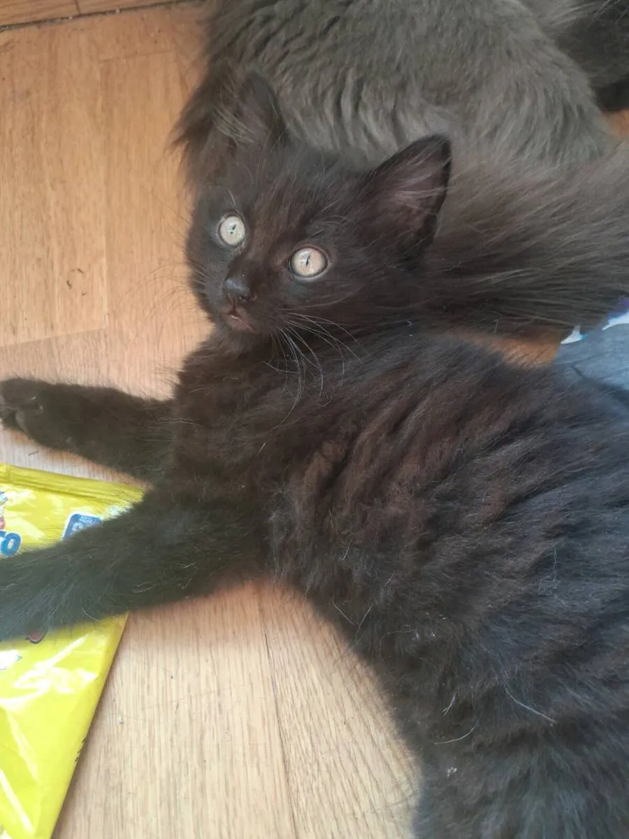 One male, long haired, black kitten - Image 1