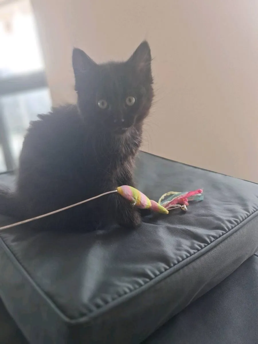 One male, long haired, black kitten - Image 3