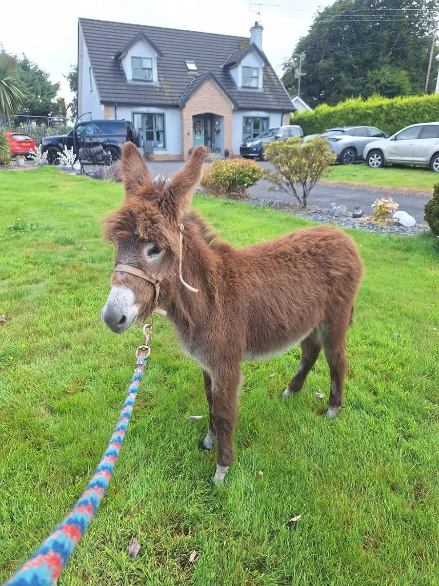 Donkey Foal, Tyrone - Image 2