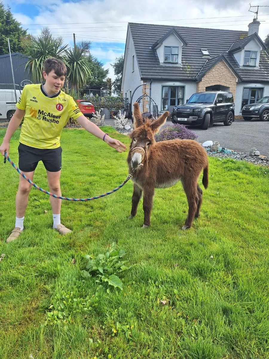 Donkey Foal, Tyrone - Image 3