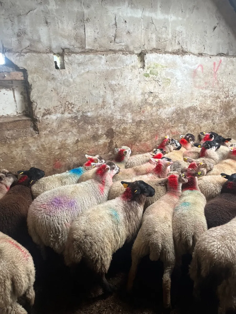 50 super ewe lambs - Image 2