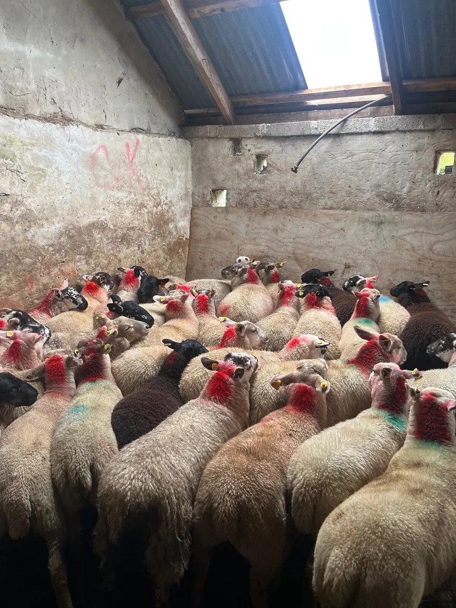 50 super ewe lambs - Image 4