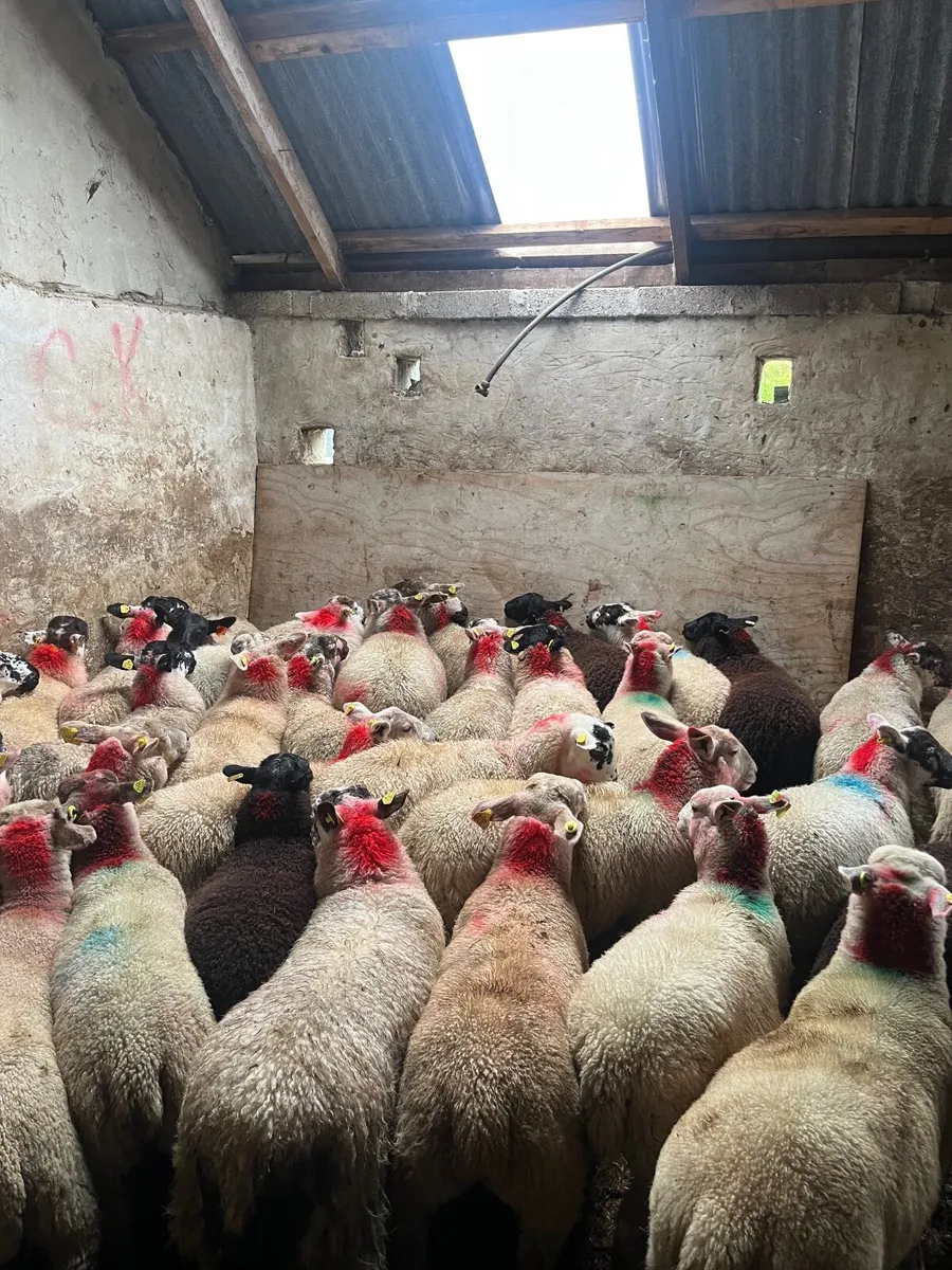 50 super ewe lambs - Image 1