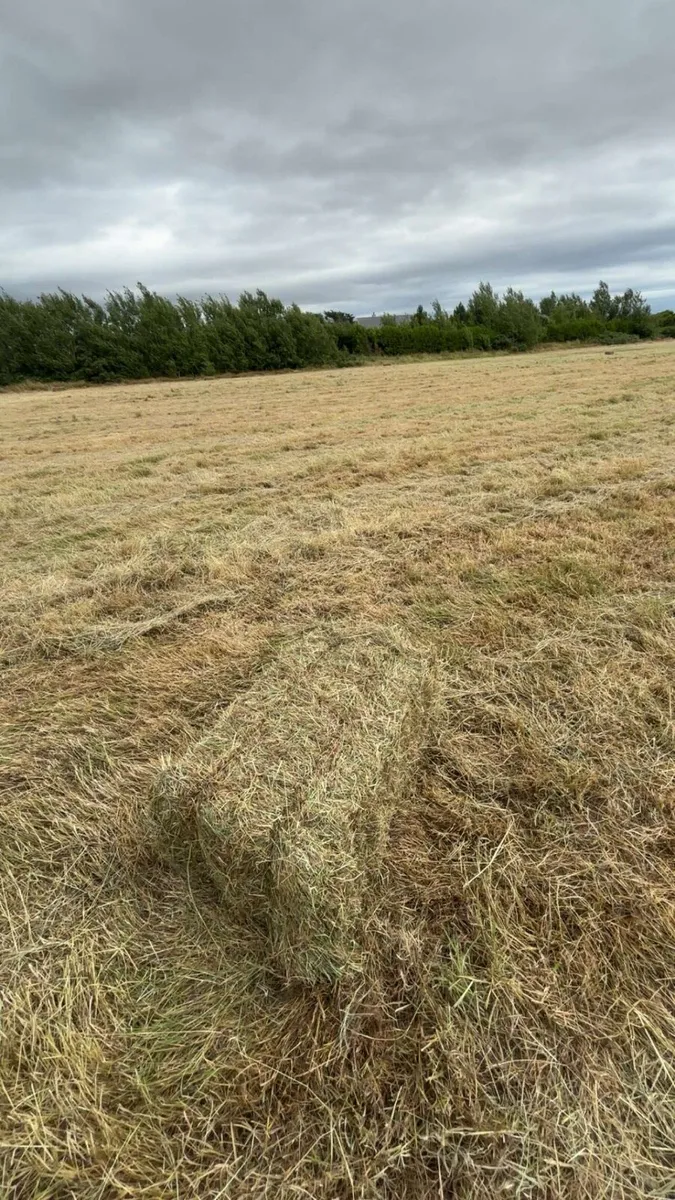 Small square bales - Image 2