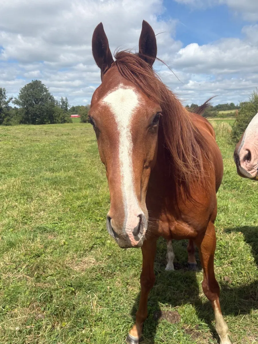 3 year old Filly - Image 1