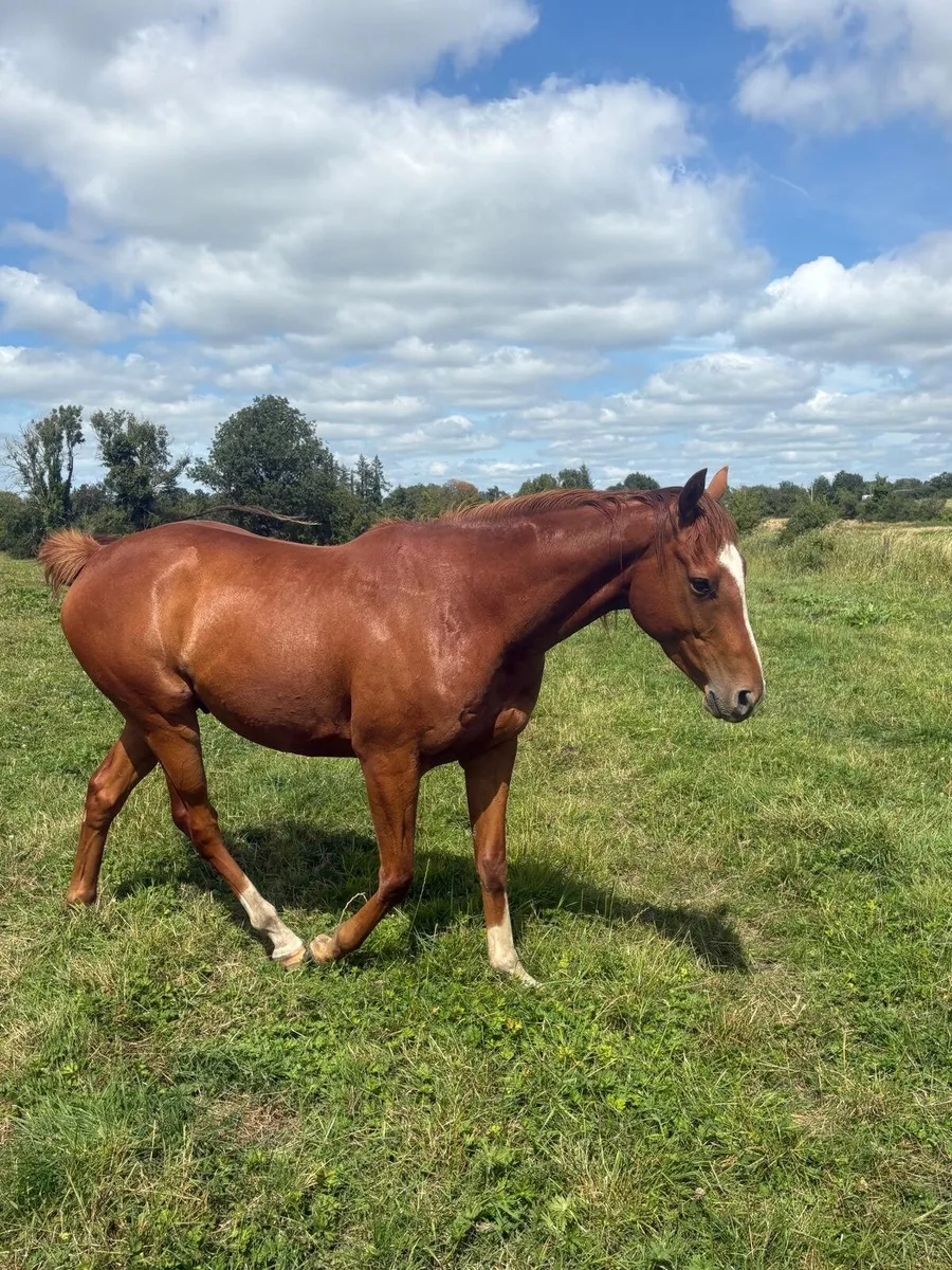 3 year old Filly - Image 2