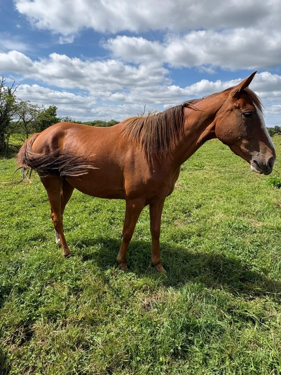 3 year old Filly - Image 3