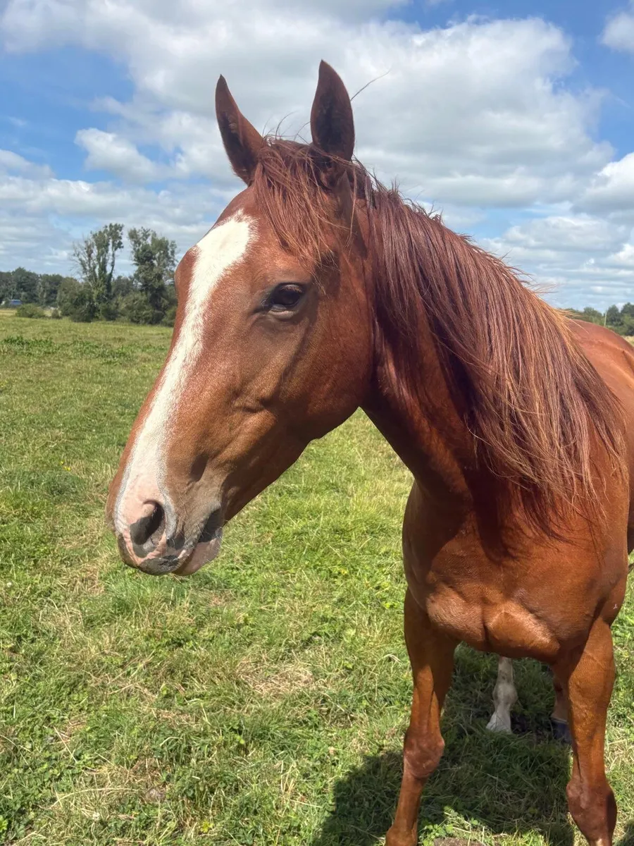 3 year old Filly - Image 4