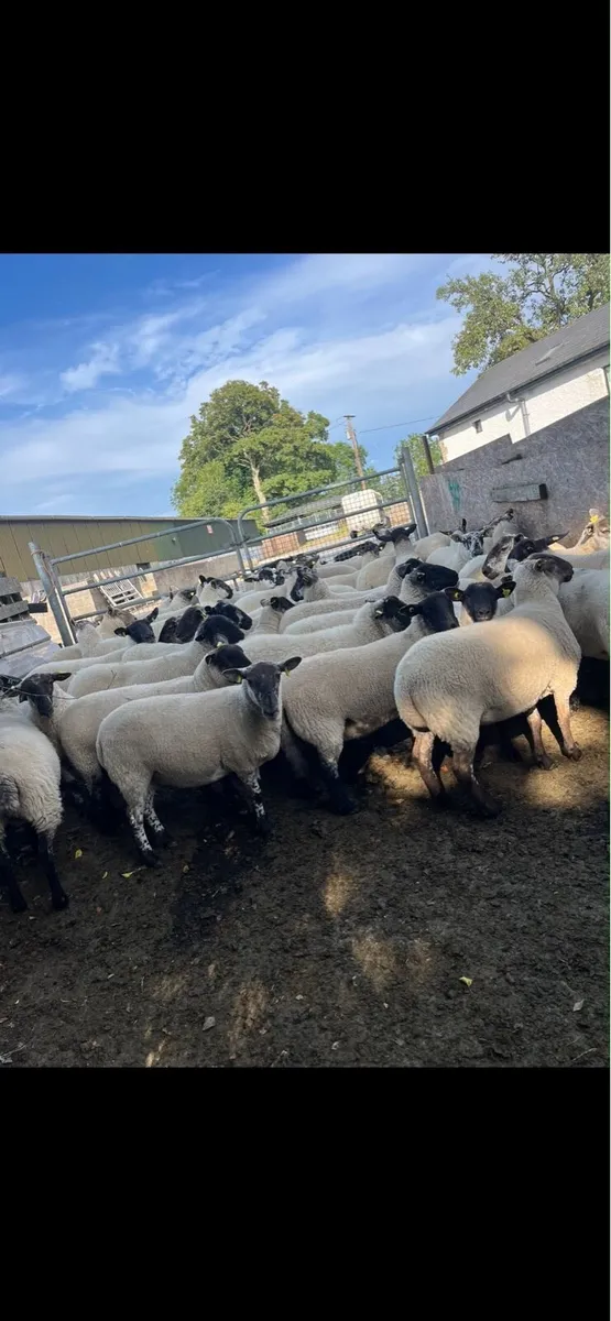 Suffolk cross Hogget Ewes - Image 4