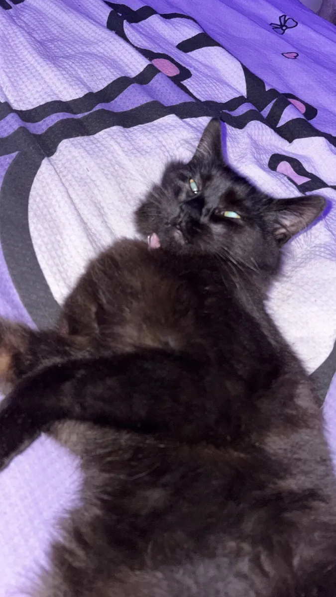 Cat - Image 1