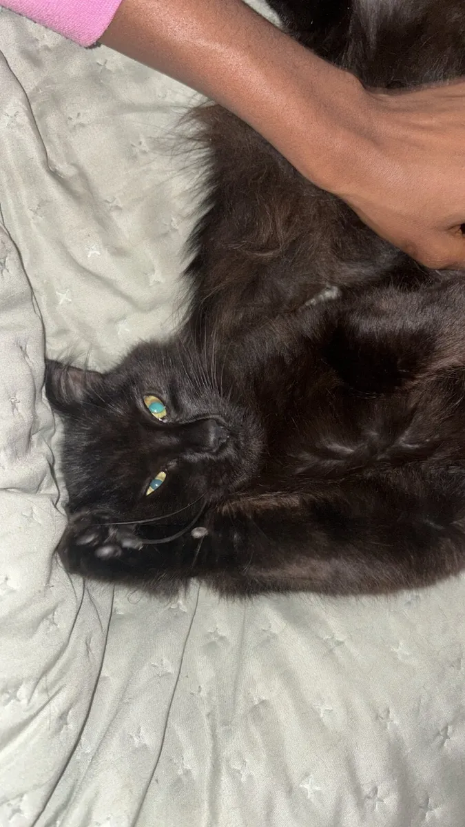 Cat - Image 2