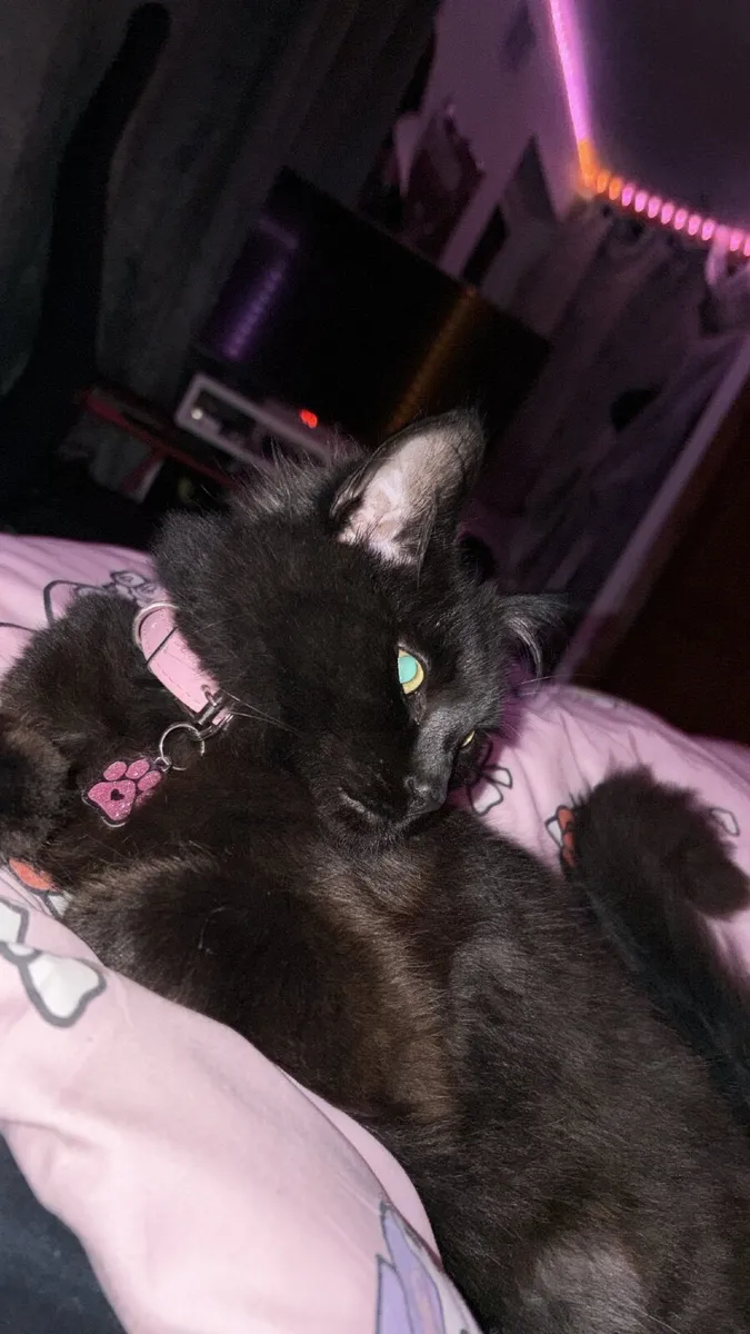 Cat - Image 3
