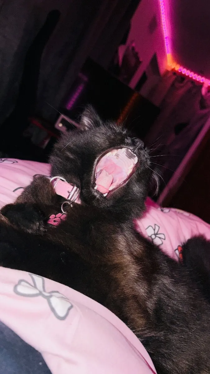 Cat - Image 4