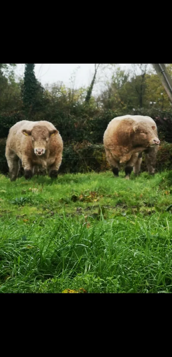 Pedigree Heifers 🌟5 Stars🌟 Charolais & Limousin - Image 4