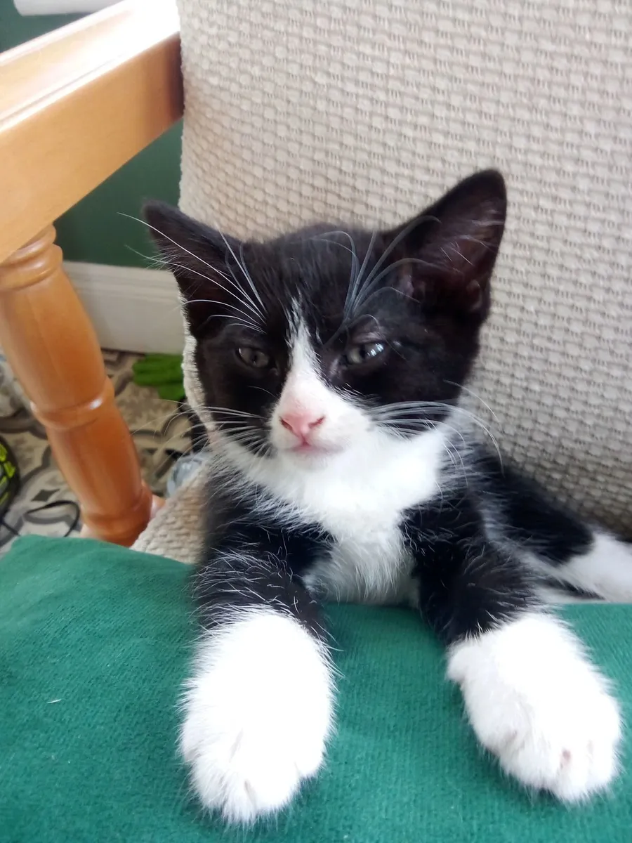 Tuxedo Kitten - Image 1