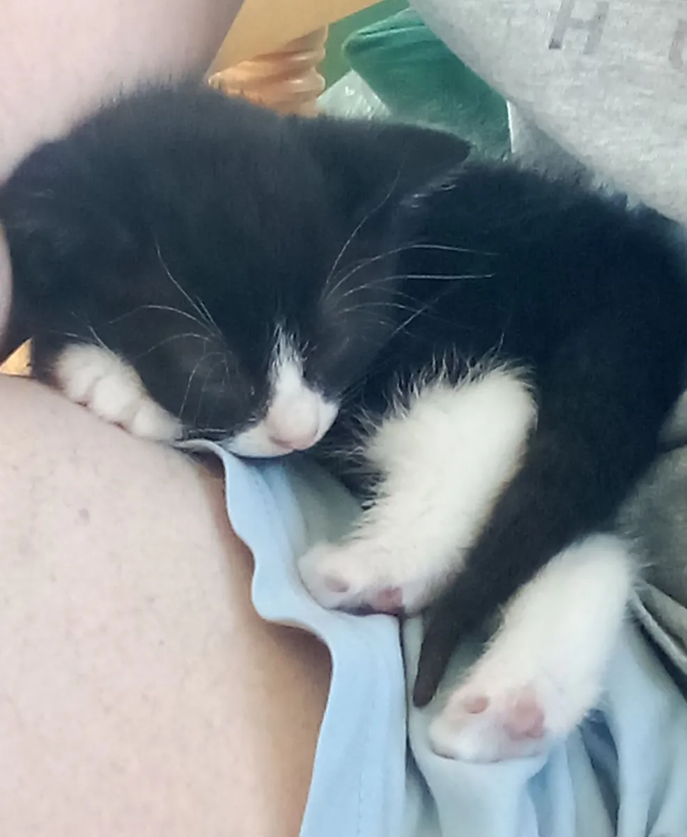 Tuxedo Kitten - Image 2
