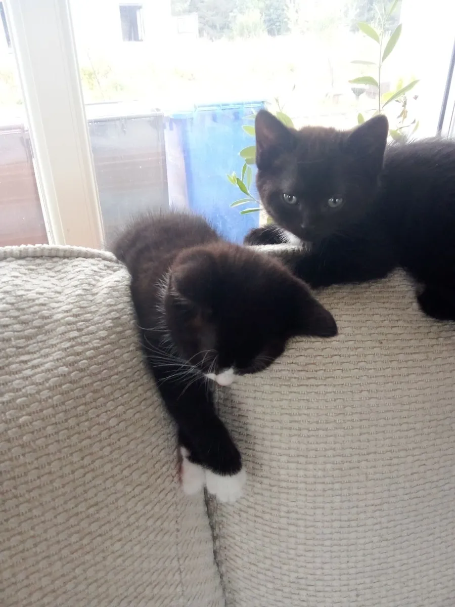 Tuxedo Kitten - Image 3