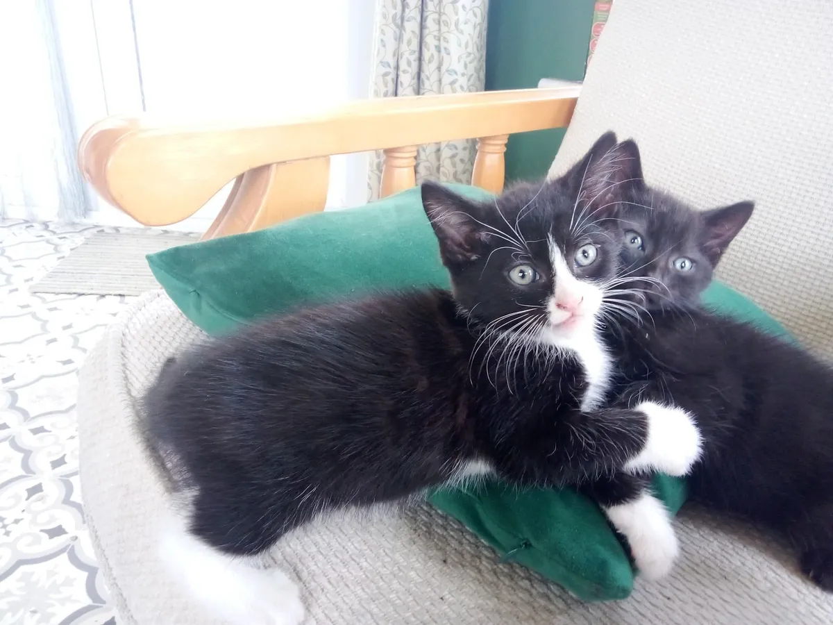 Tuxedo Kitten - Image 4