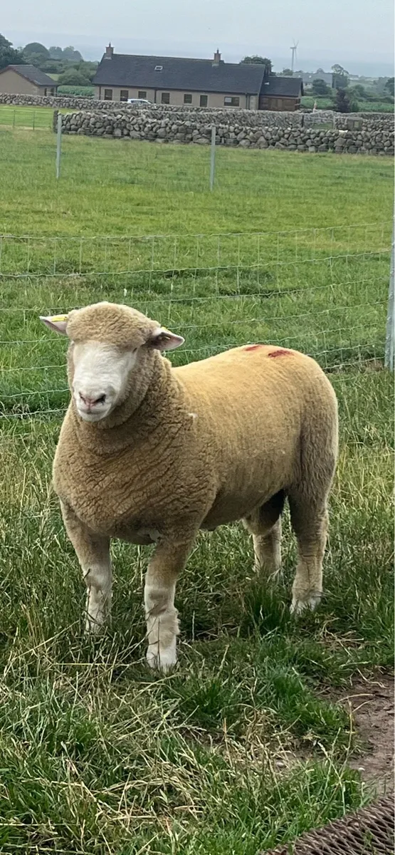Dorset Ram Lamb - Image 1