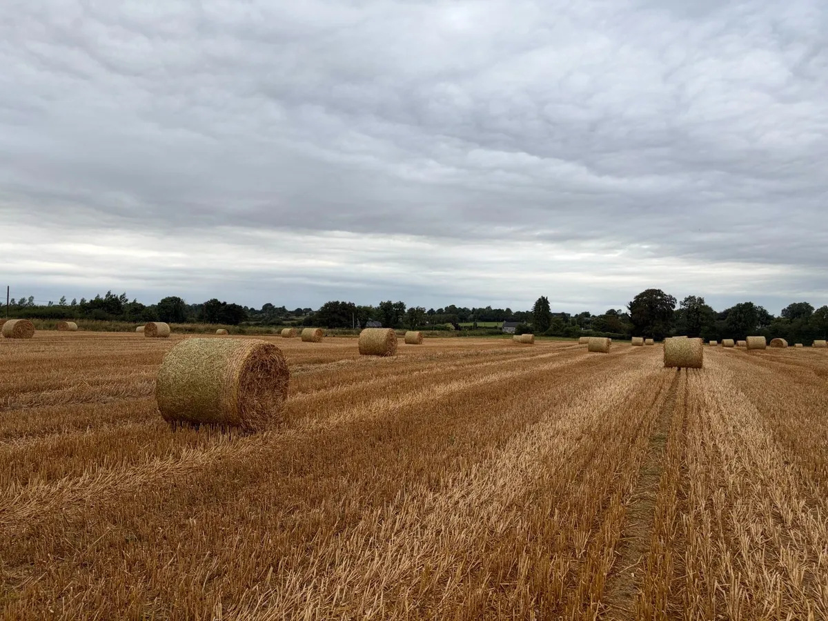 straw - Image 1