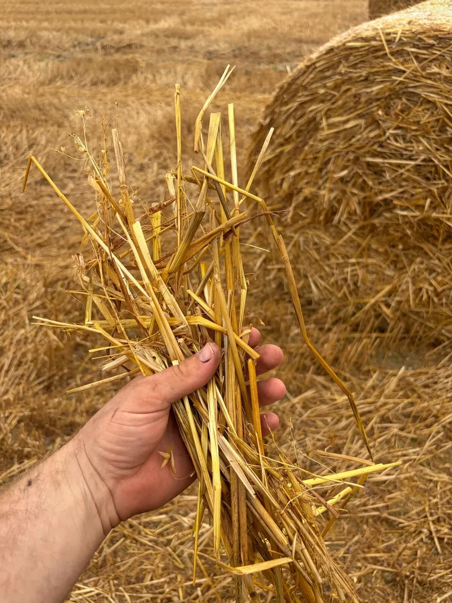 straw - Image 3