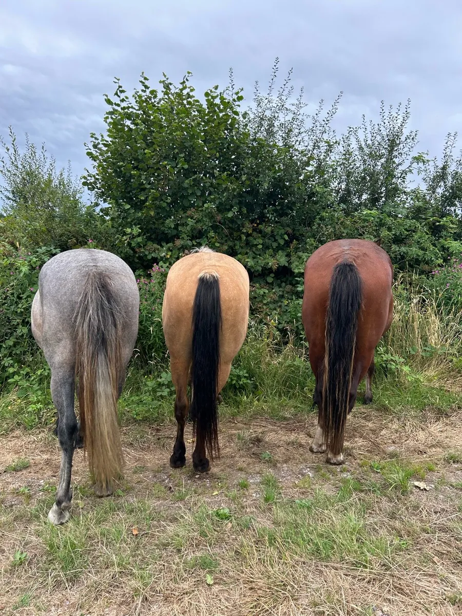 3 Quality 2 year old Connemara Ponies - Image 3