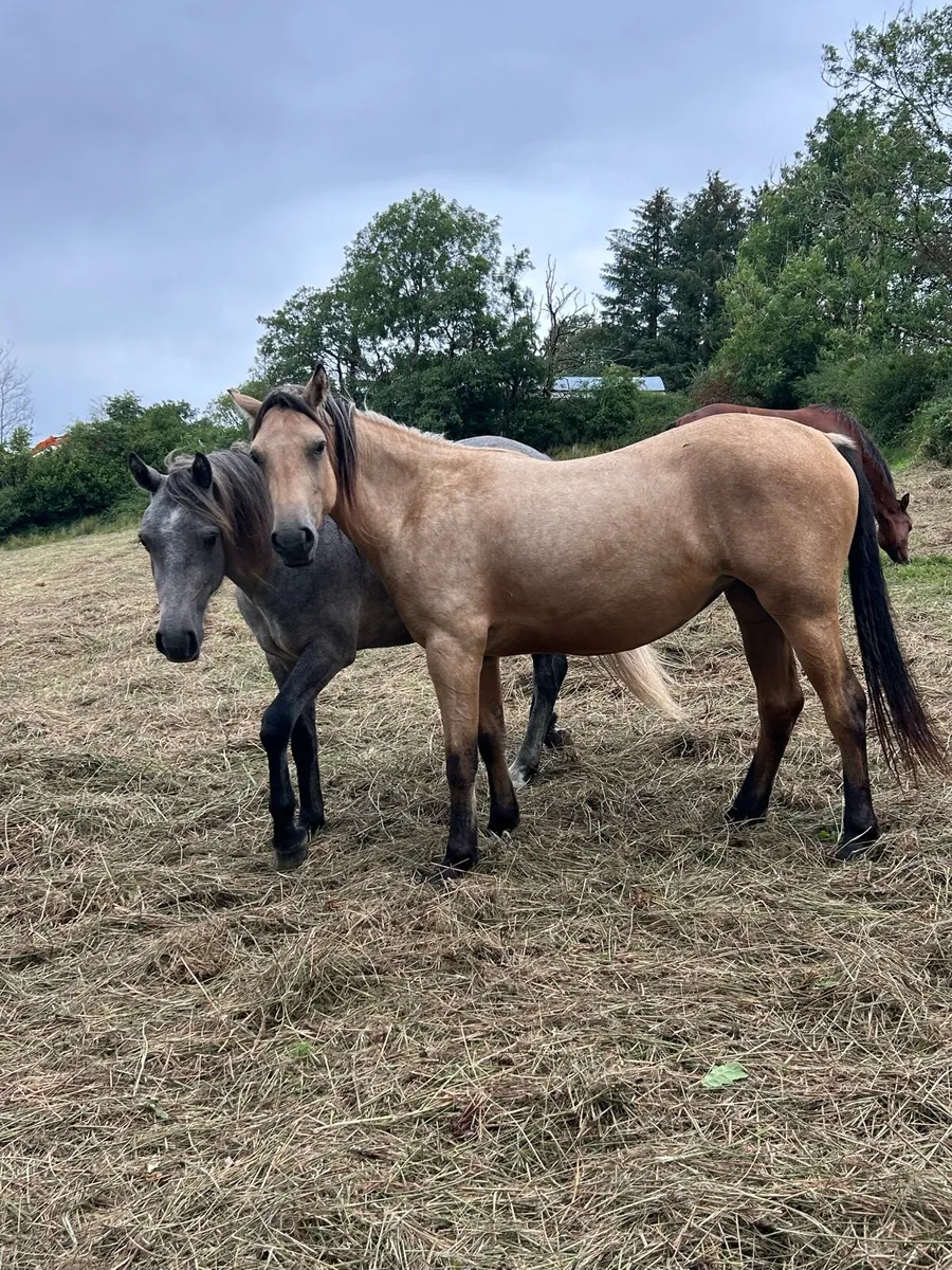 3 Quality 2 year old Connemara Ponies - Image 4