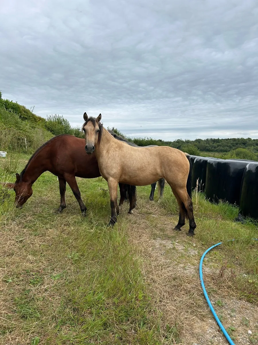 3 Quality 2 year old Connemara Ponies - Image 1