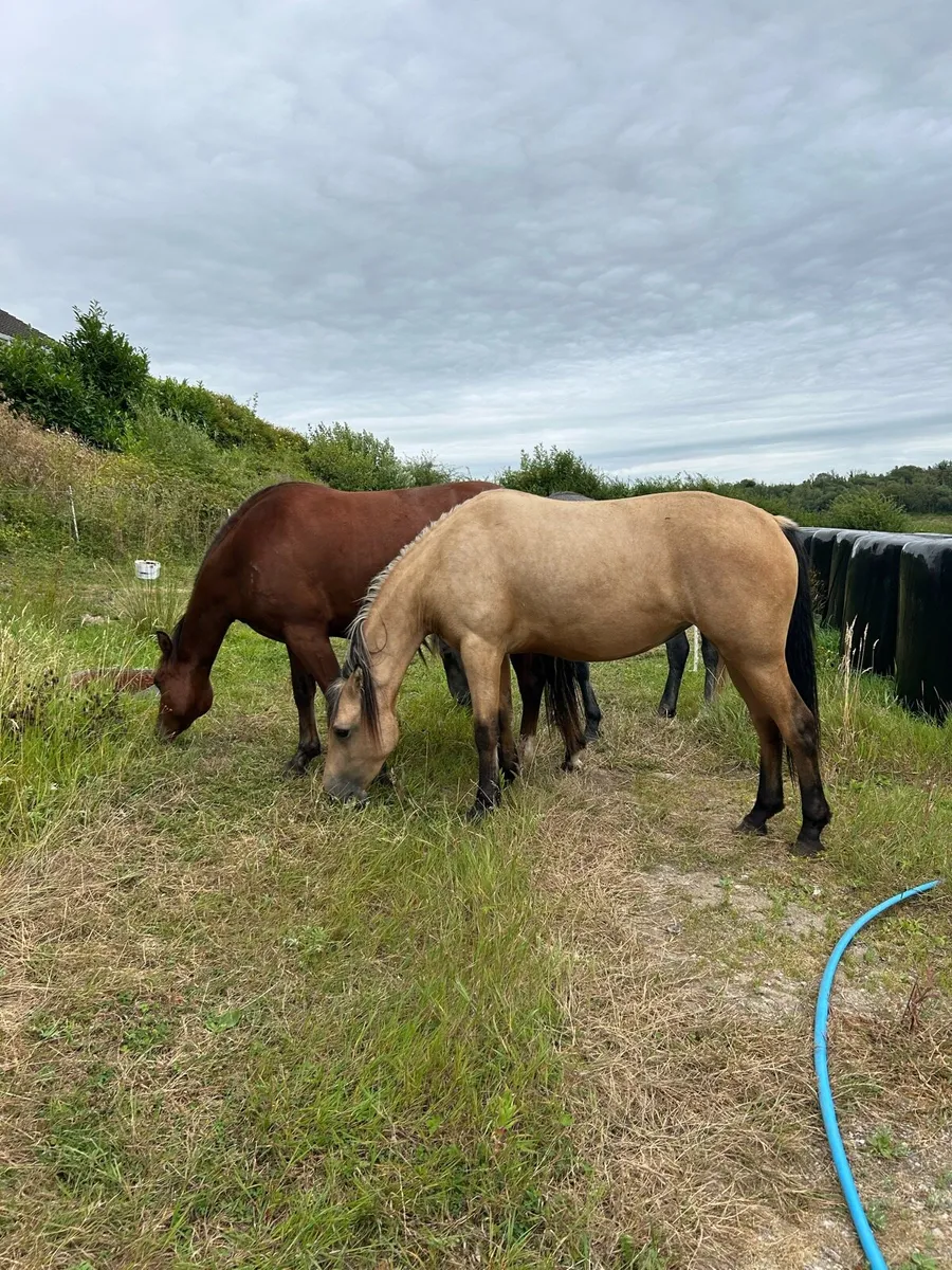 3 Quality 2 year old Connemara Ponies - Image 2