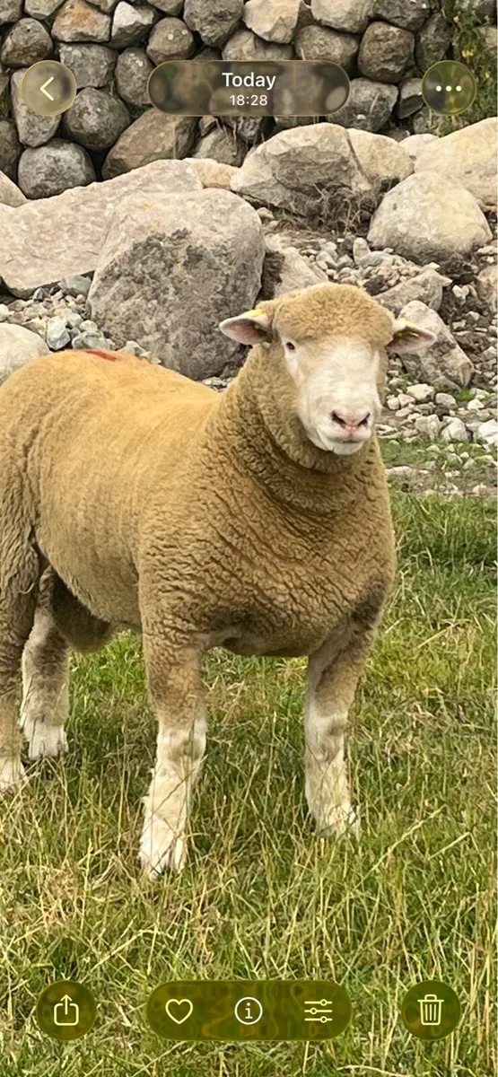 Dorset Ram Lamb - Image 2