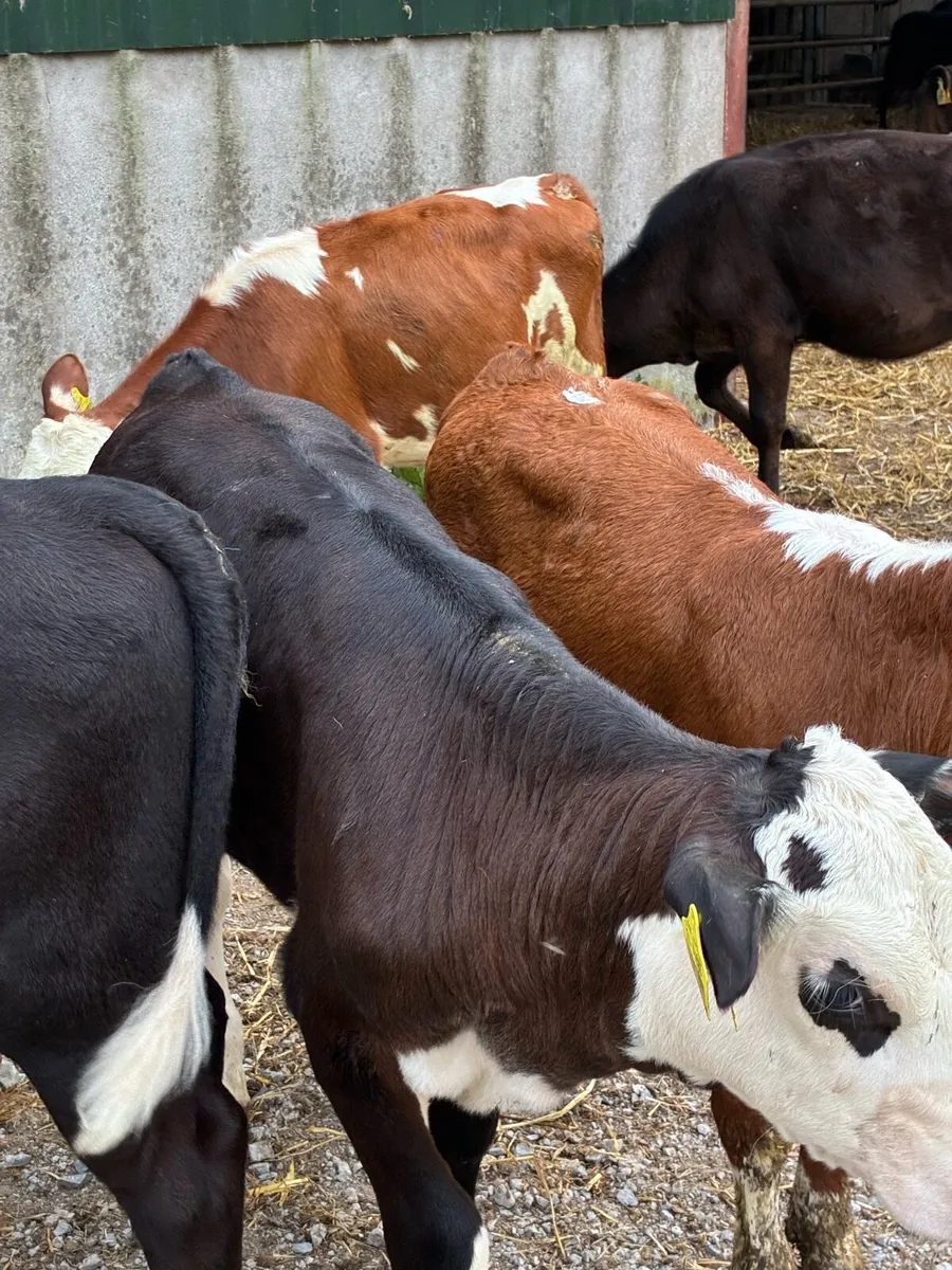 30 SUPER QUALITY HEX/AA BULL/HEIFERS RUNNERS - Image 3