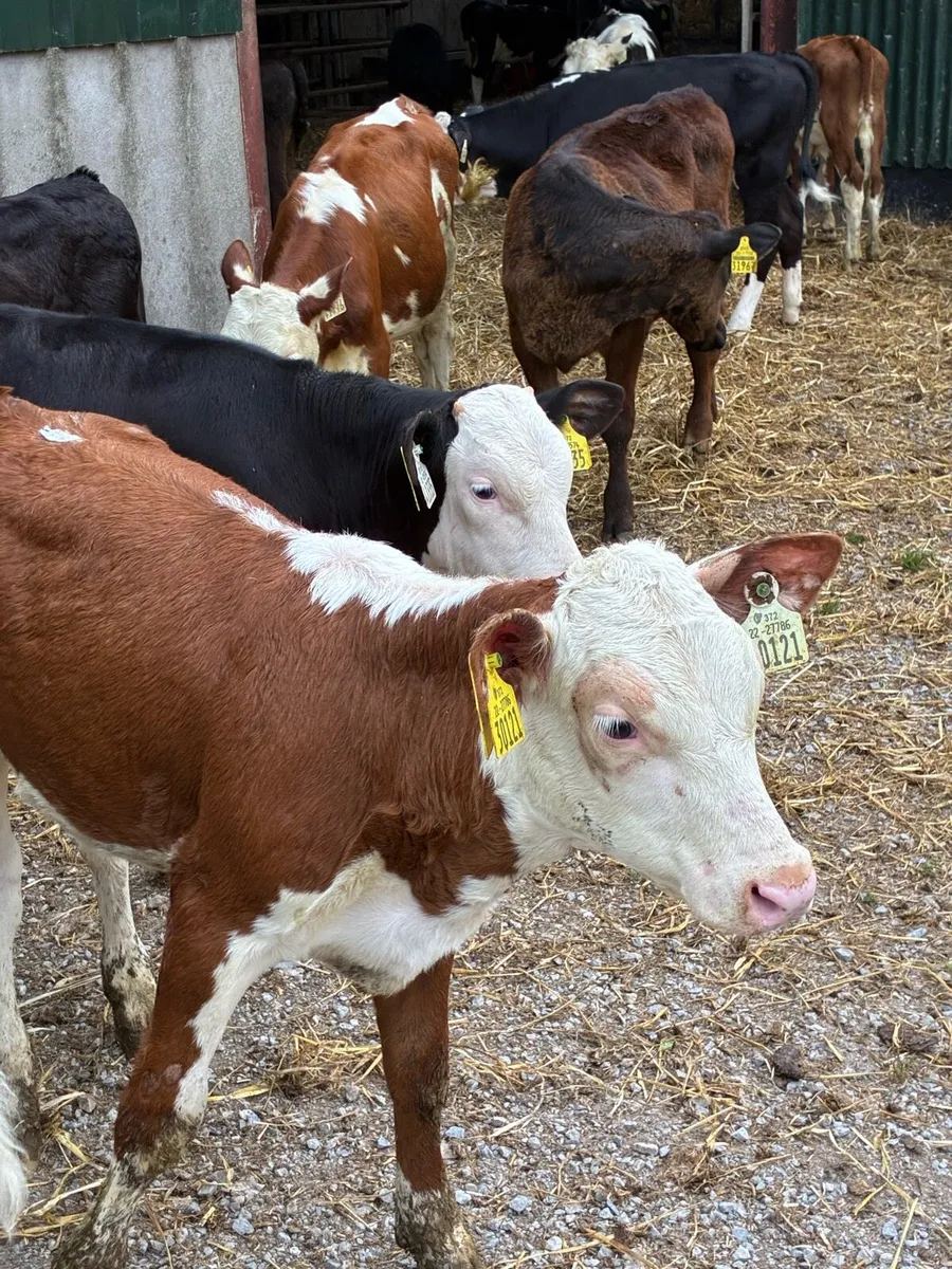 30 SUPER QUALITY HEX/AA BULL/HEIFERS RUNNERS - Image 4