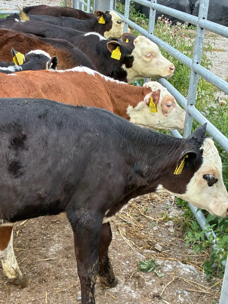 30 SUPER QUALITY HEX/AA BULL/HEIFERS RUNNERS - Image 1