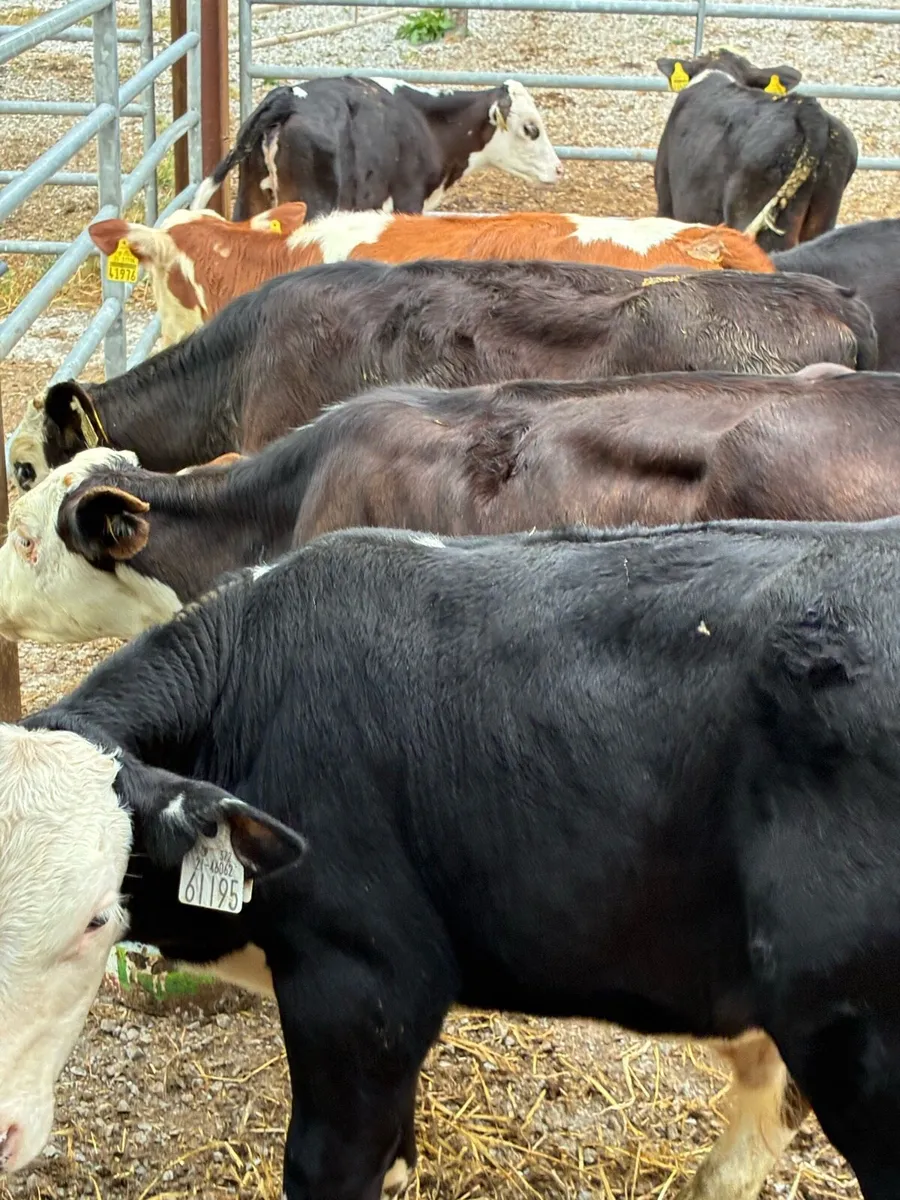 30 SUPER QUALITY HEX/AA BULL/HEIFERS RUNNERS - Image 2