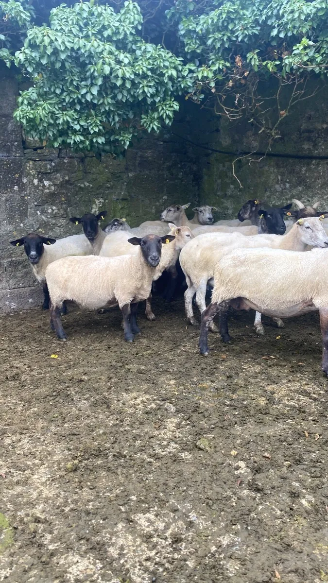 65 breeding ewes just weaned - Image 1