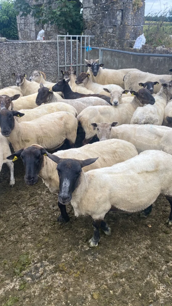 65 breeding ewes just weaned - Image 2