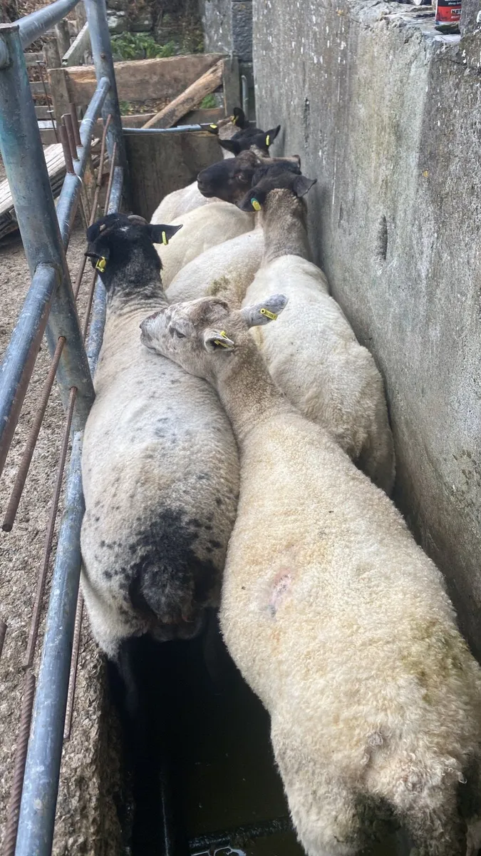 65 breeding ewes just weaned - Image 3