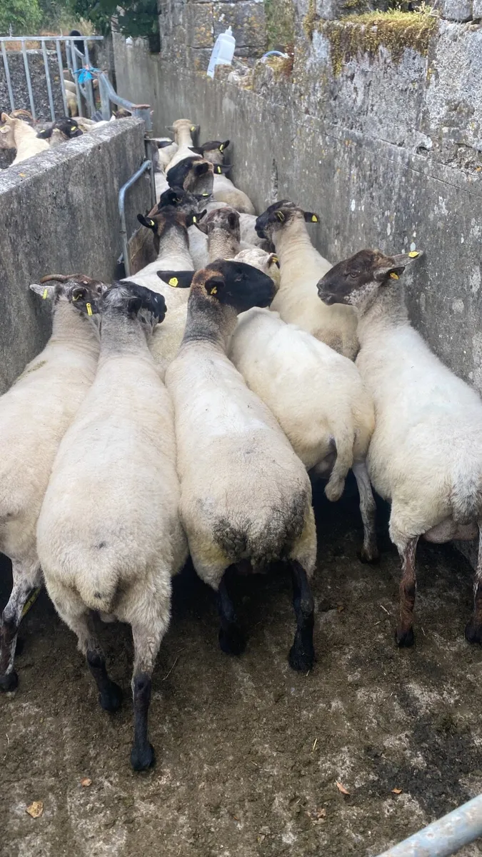 65 breeding ewes just weaned - Image 4