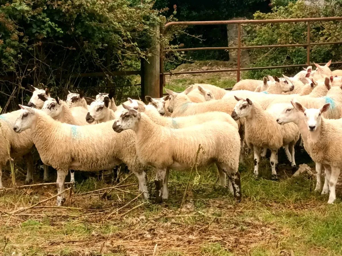 💥Aberfield Ewelambs Carnaross mart💥 - Image 3