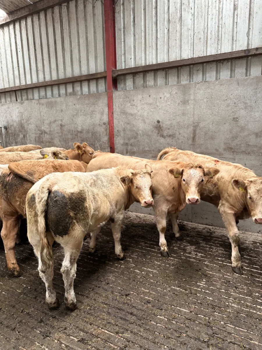 Charolais heifers - Image 1