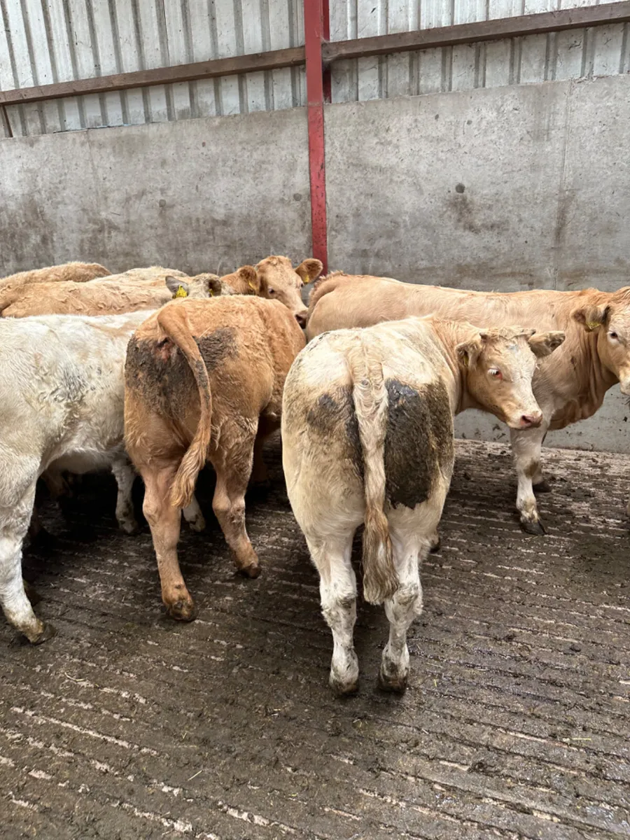 Charolais heifers - Image 4