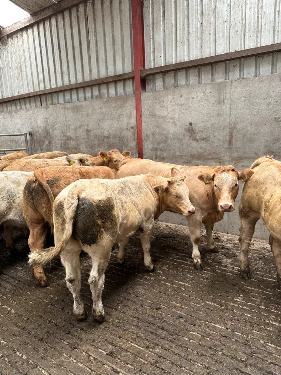 Charolais heifers - Image 3