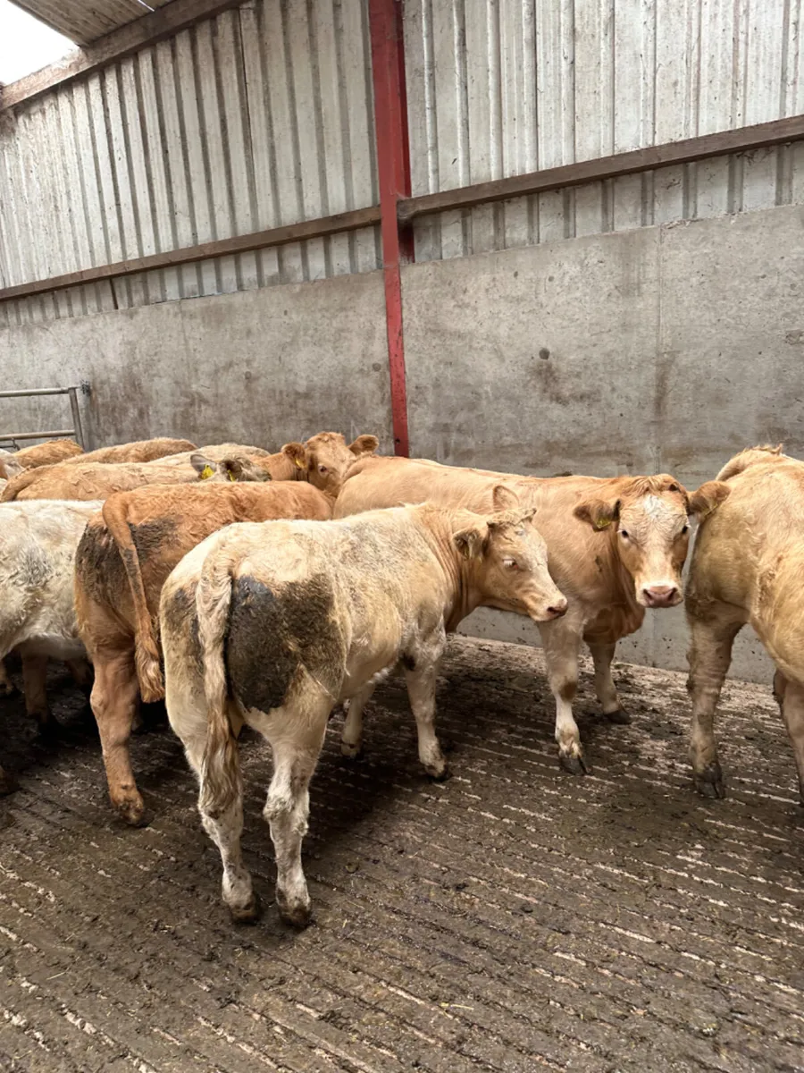 Charolais heifers - Image 2
