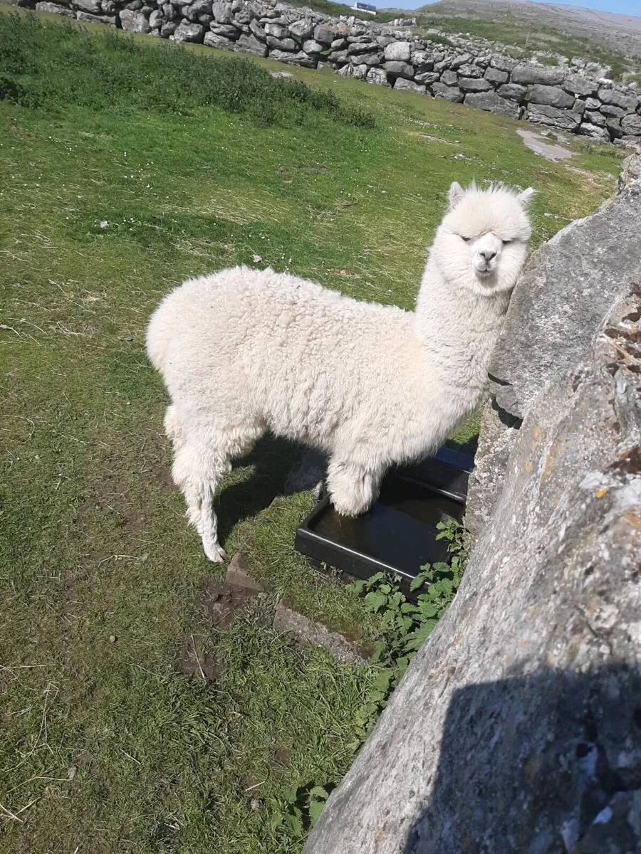 Alpacas - Image 2